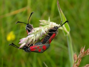 Slender Scotch Burnet -Anand Prasad (2)