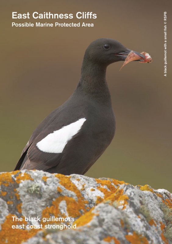 East Caithness Cliffs MPA