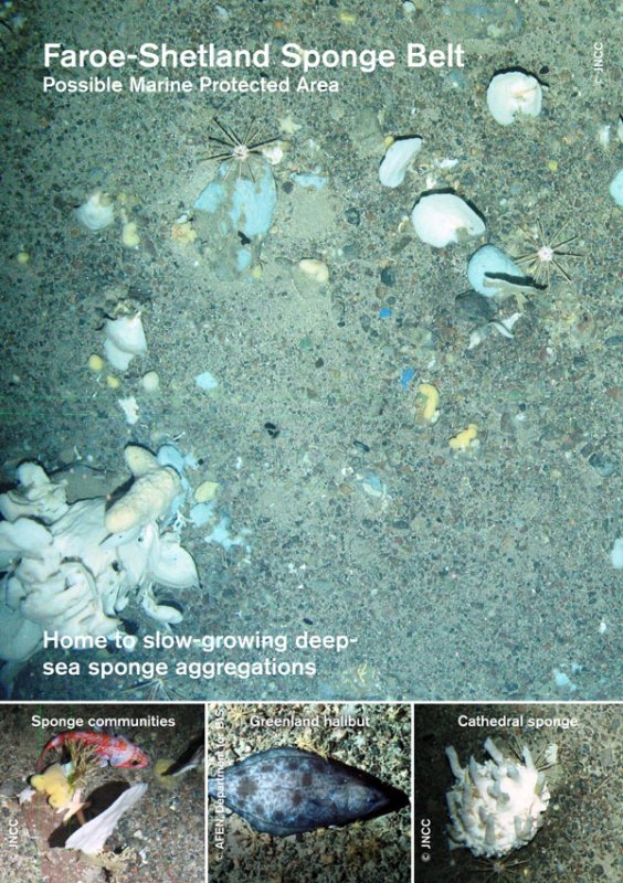 Faroe Shetland Sponge Belt MPA - download the site summary