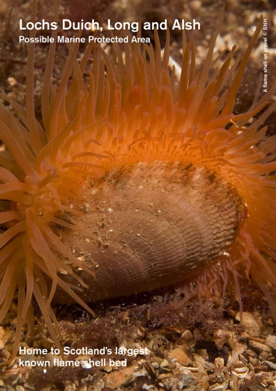 Lochs Duich, Long and Alsh MPA site summary