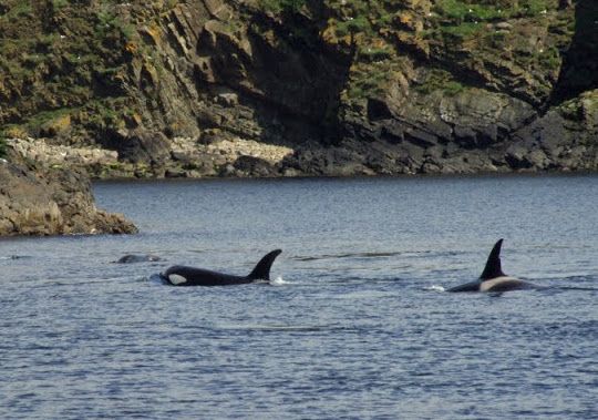Orcas visiting the coastal waters of Fair Isle in June 2011