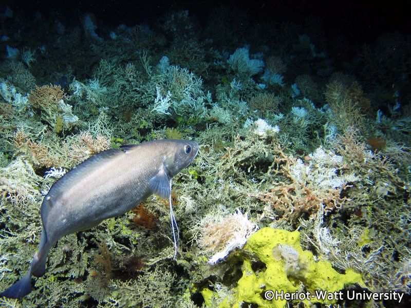 large reef formed by the cold-water coral Lophelia pertusa taken at the offshore Logachev Mound at 684 m water depth. The fish swimming by is the greater forkbeard Phycis blennoides