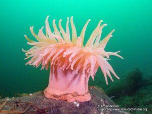 99 percent support for MPAs in Scotland - photo copyright of Jim Anderson