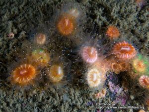 Feature: Caryophylilia smithii is a component of the northern sea fan and sponge communities MPA search feature, but how does it connect to the rest of the MPA site?
