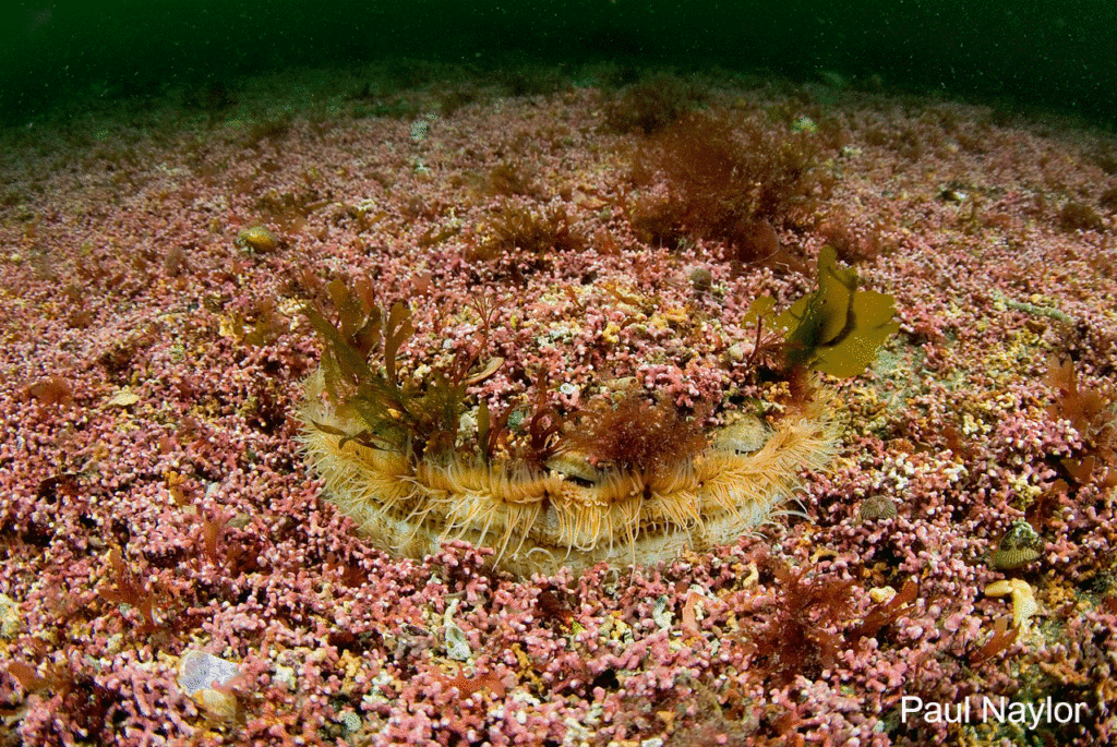 Great-scallop-on-maerl-bed,-Fal-1-FJb_Paul-Naylor_FRE=cropped-credit