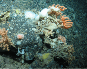 Barra Fan and Hebrides Terrace Seamount