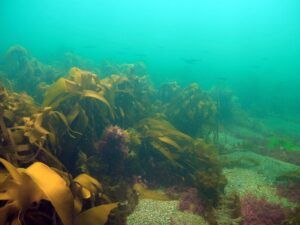 Kelp with fish - Lamlash Bay