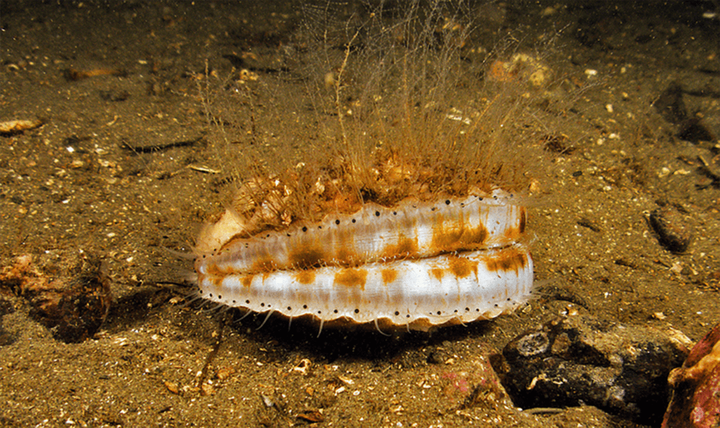 Scallop