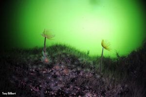 PeacockWorms-SabellaPavonina-WA-TonyG