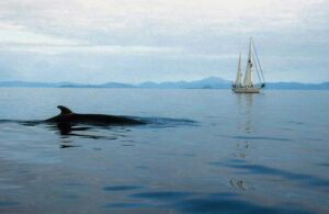 Silurian and minke whale