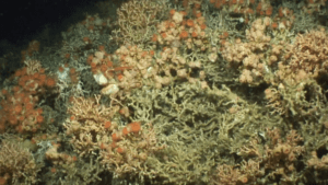 sea-anenomies-on-coral-framework-with-carrier-crab