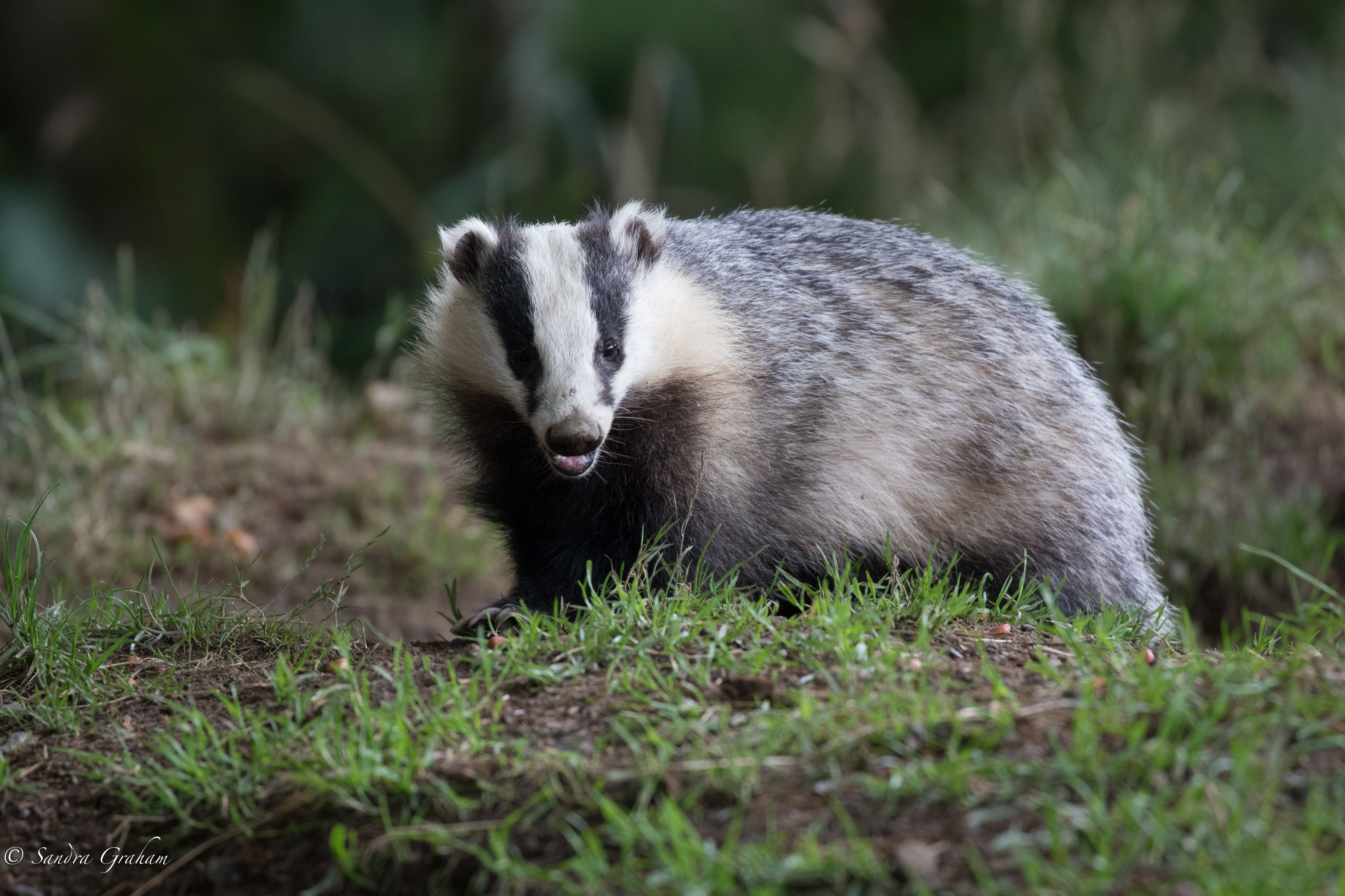 Badger (c) Sandra Graham