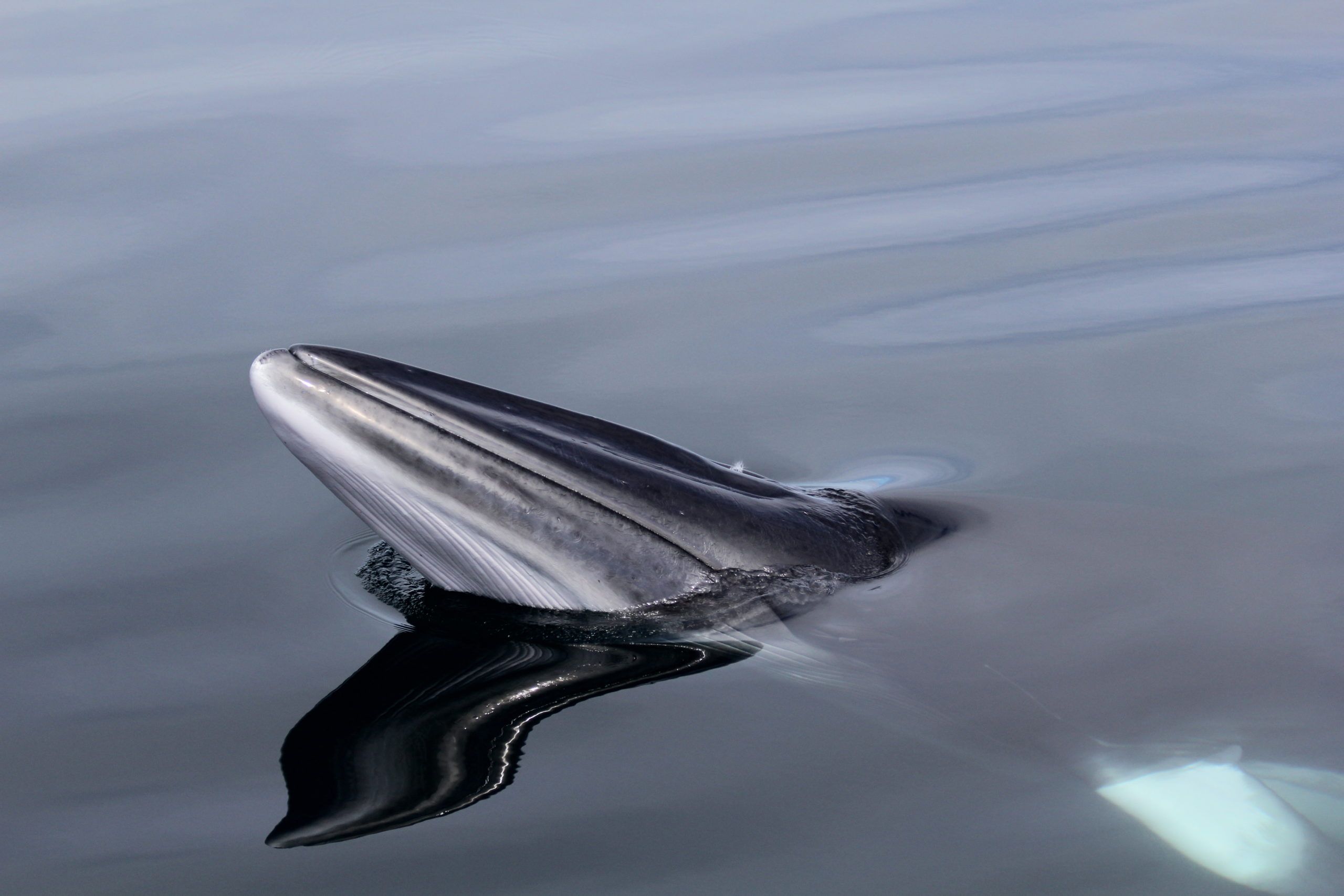 © Hebridean Whale and Dolphin Trust