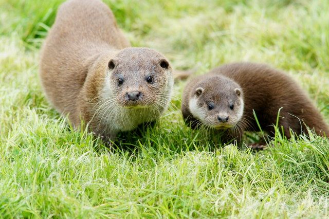 Otter - Scotlink