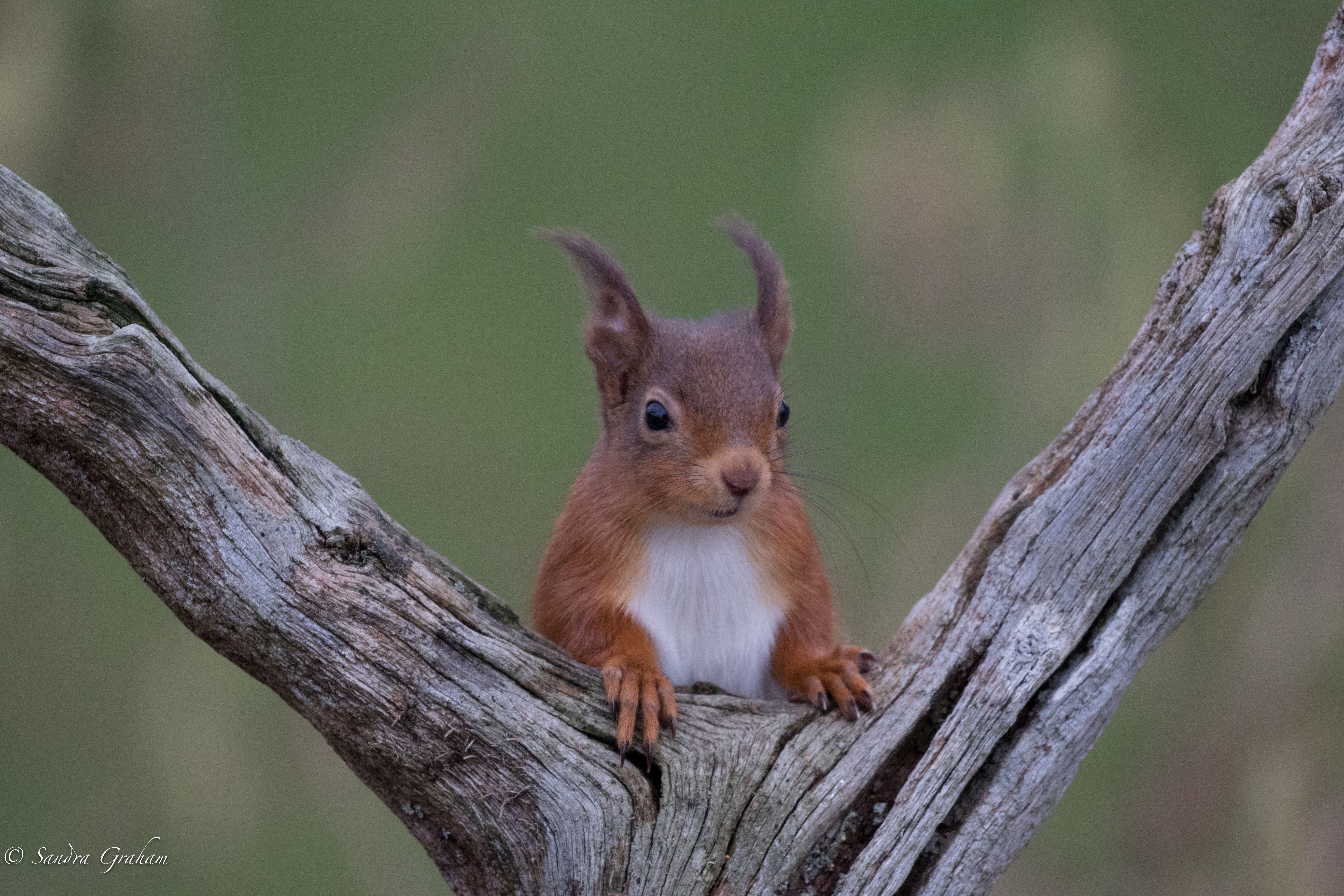 Squirrel - Scotlink