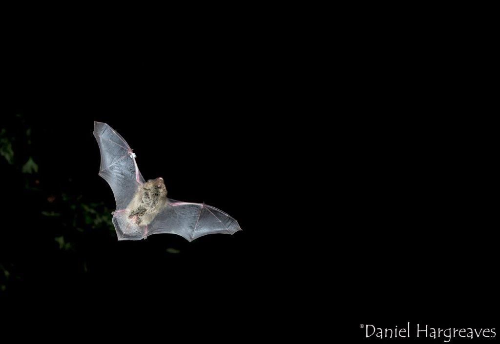 A Nathusius Pipistrelle flying in the air with its wings outstretched at night.