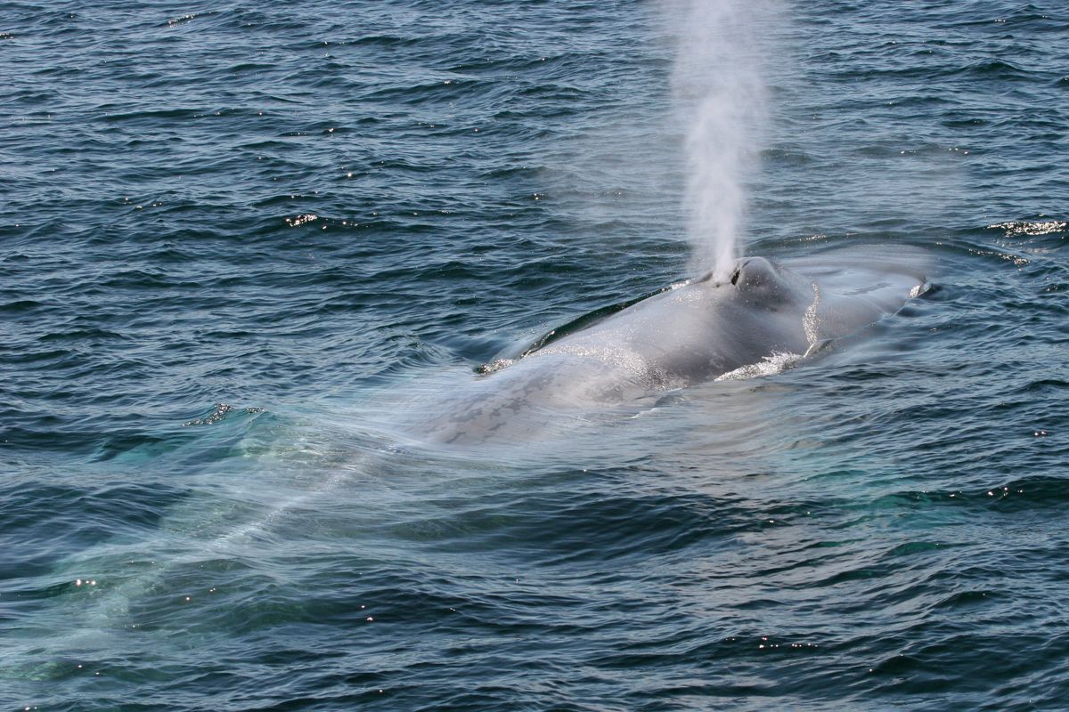 Blue Whale (c) Lucy Molleson WDC