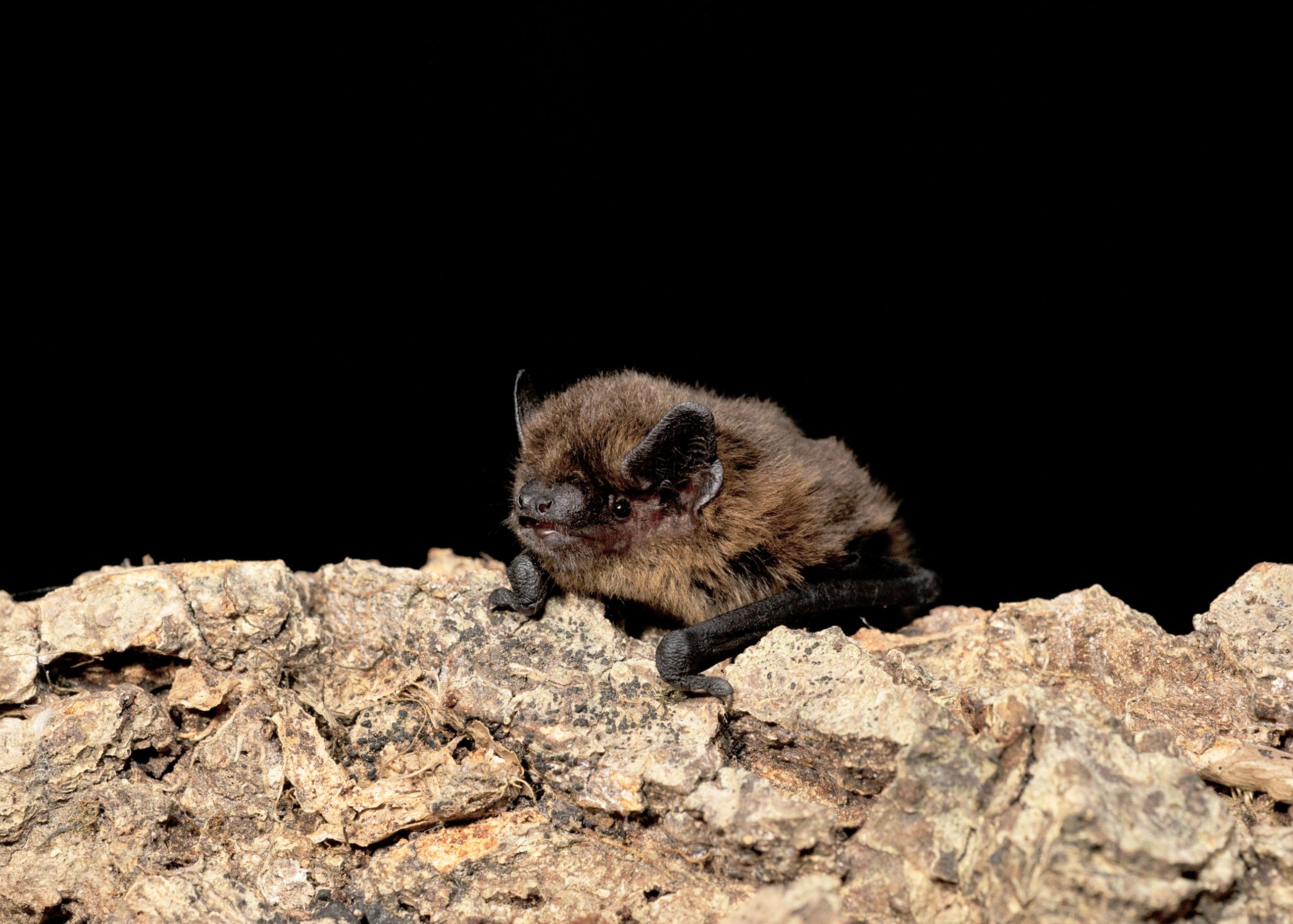 Image of a common pipistrelle bat resting upon bark with a black background.