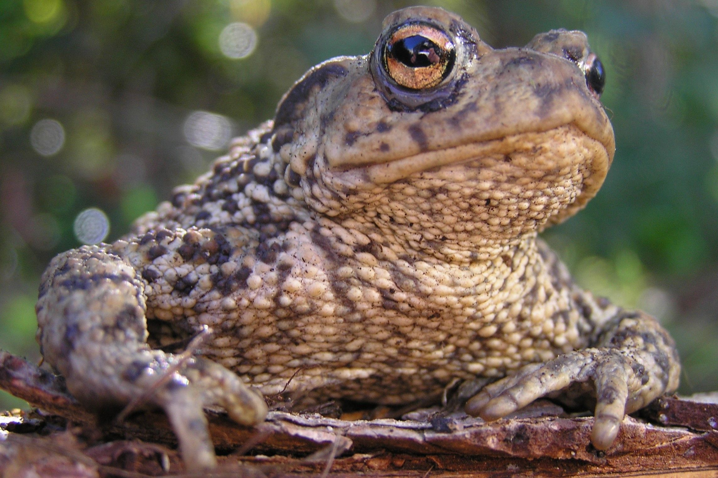 Image of a Common Toad