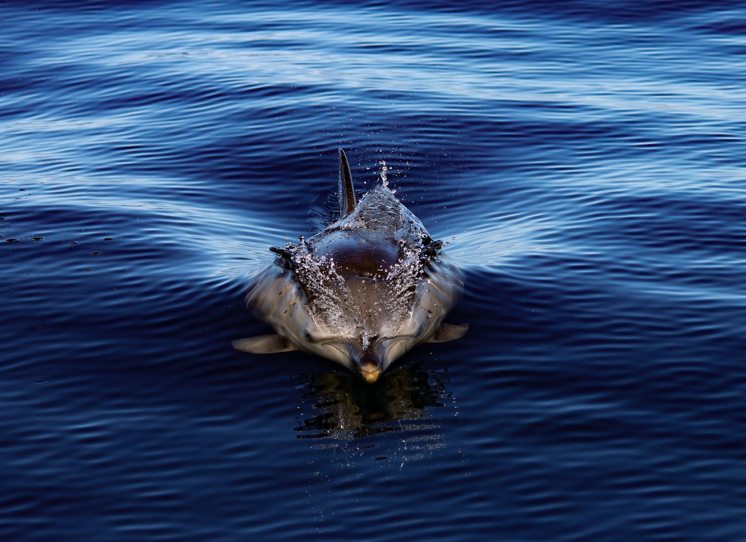 Image of a Common Dolphin swimming face-on through the sea.