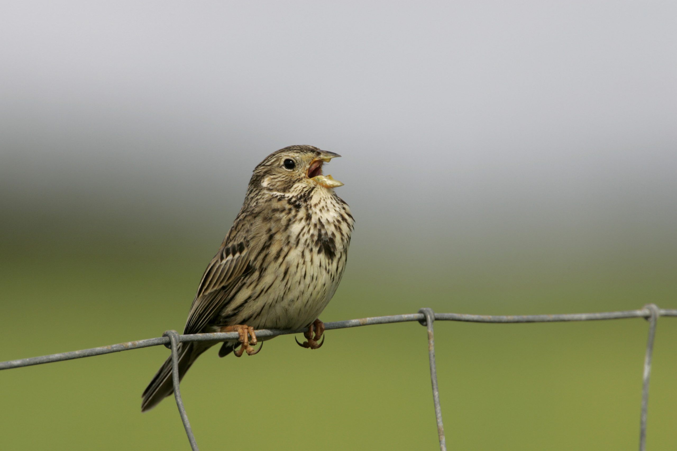 (c) Andy Hay RSPB