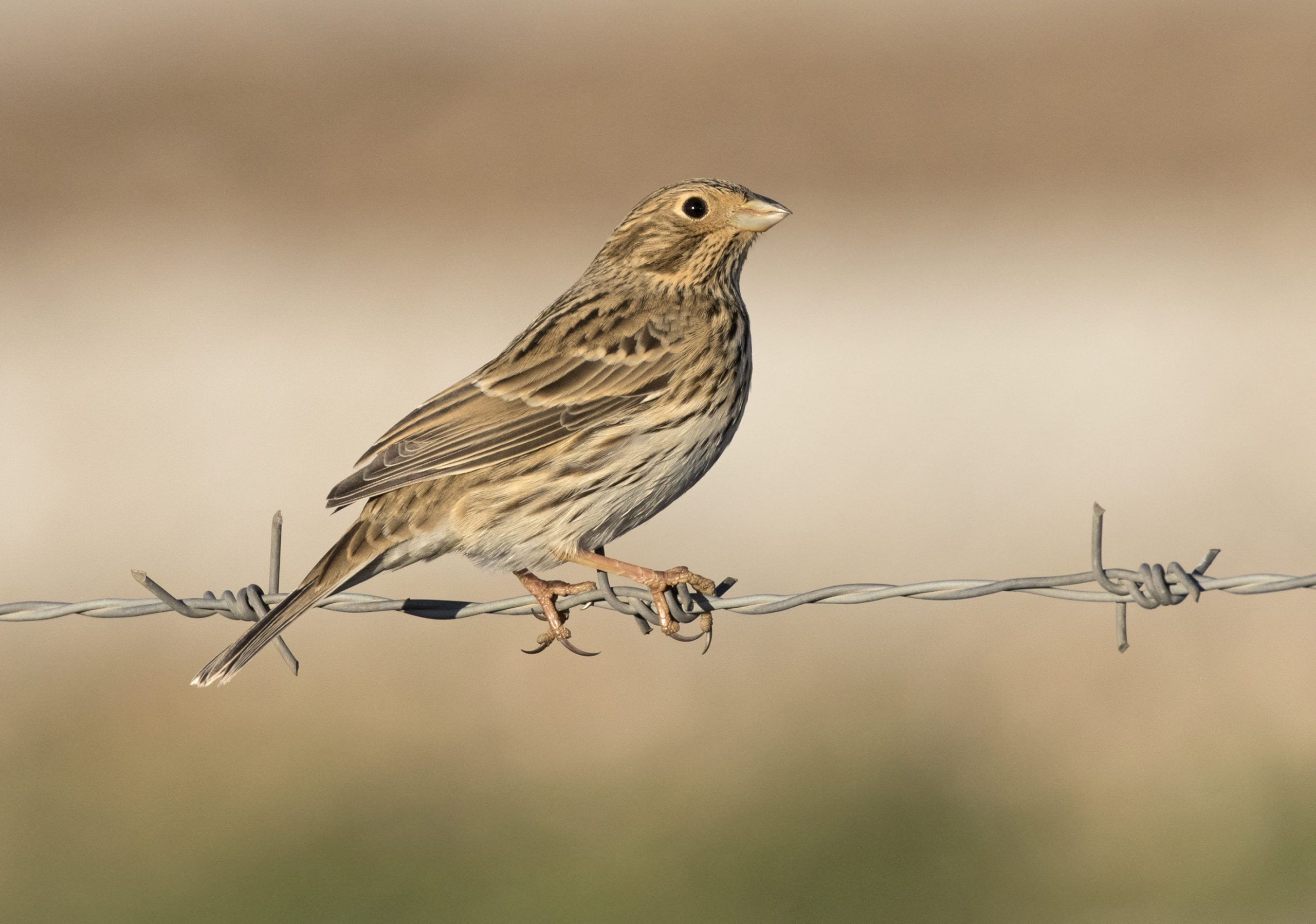 Corn bunting Scotlink