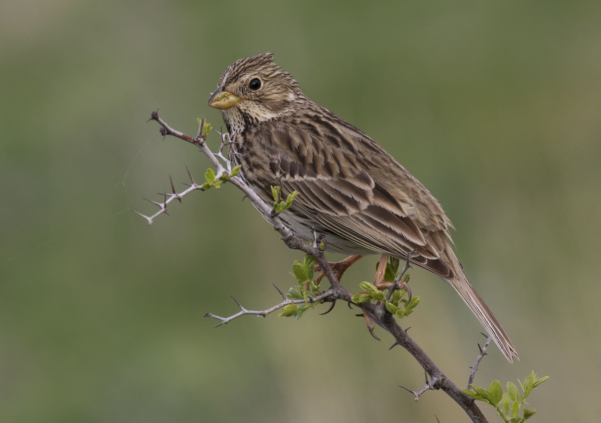 Corn bunting - Scotlink