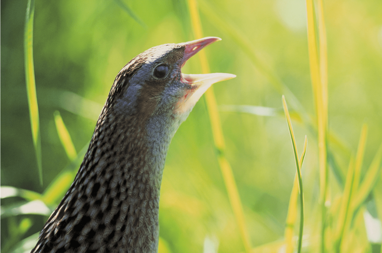 Image of a Corncrake calling. Only its head is visible with a grassy backdrop.