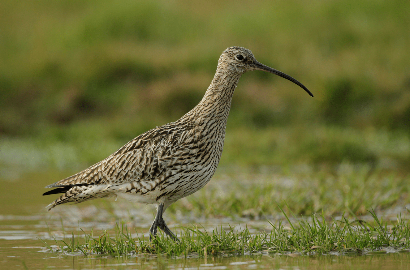 A curlew walking across a grassy wetland