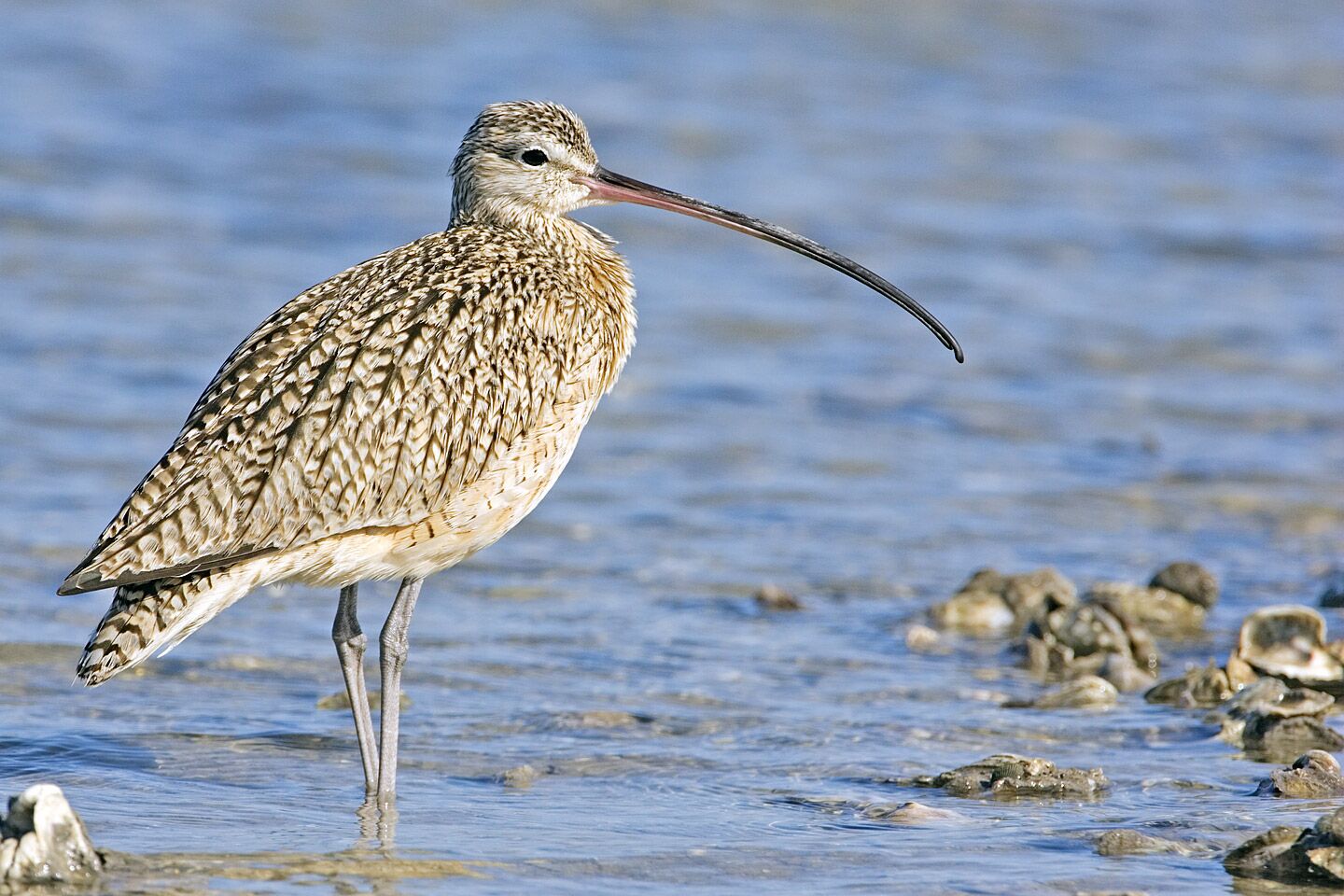 Curlew Scotlink
