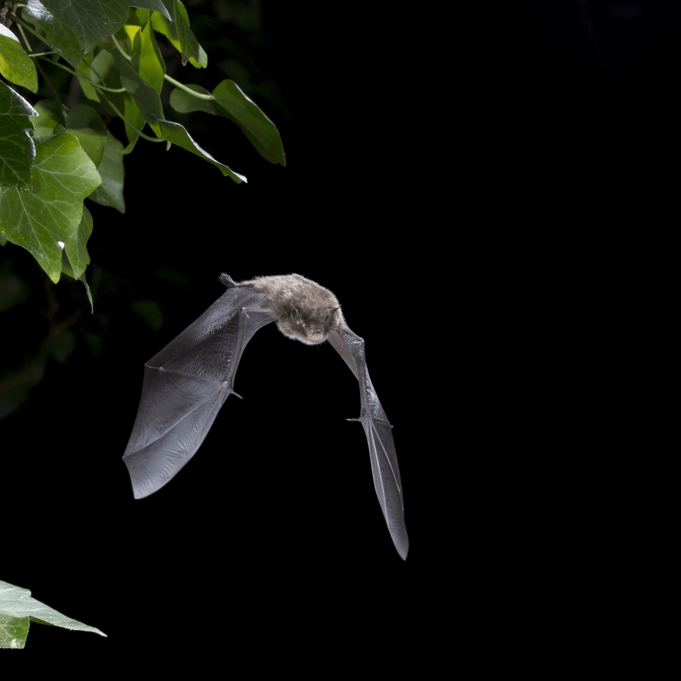 Daubenton's Bat (c) Daniel Hargreaves