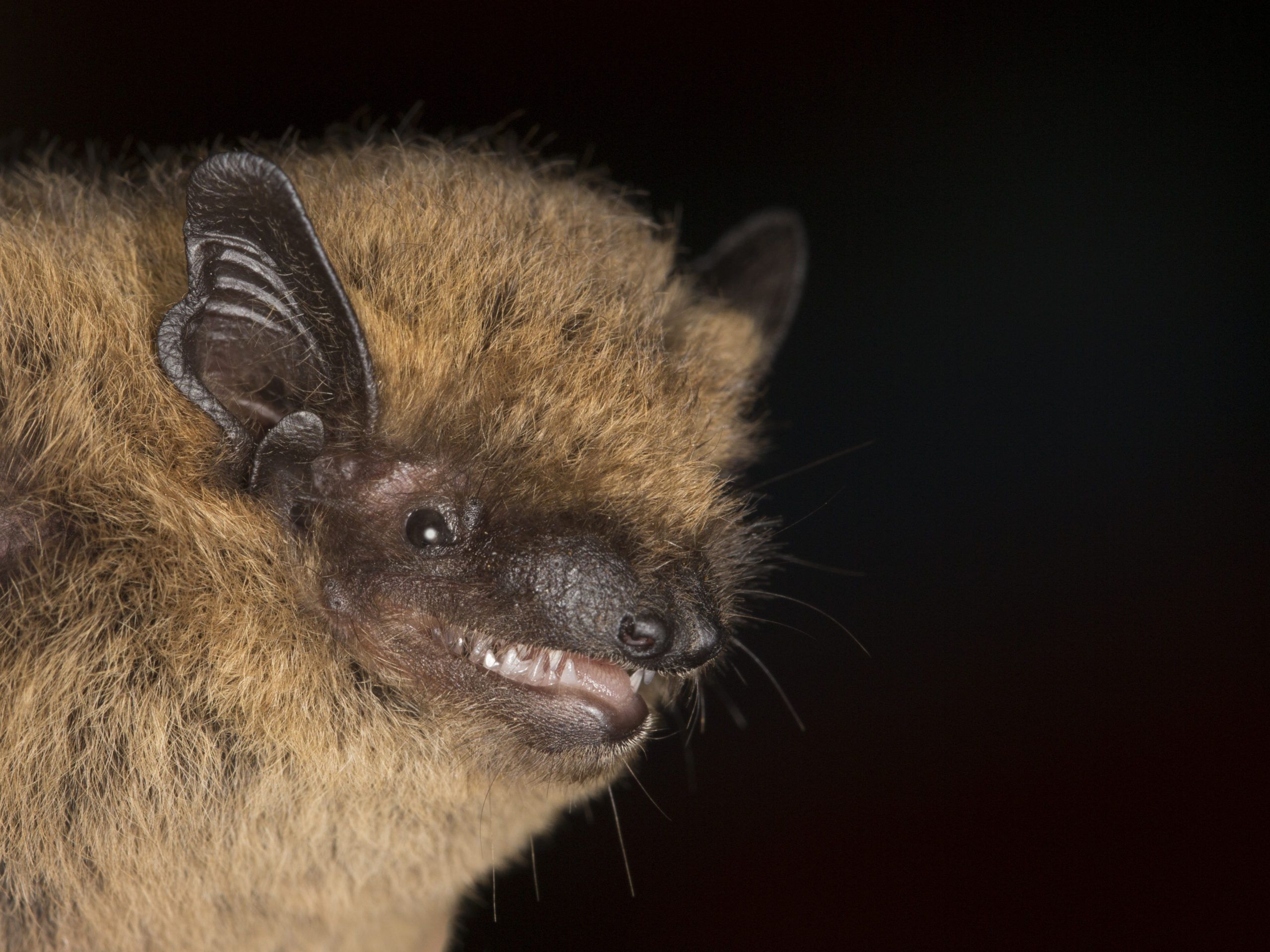Image of common pipistrelle showing the profile of the bat's face on a black background.