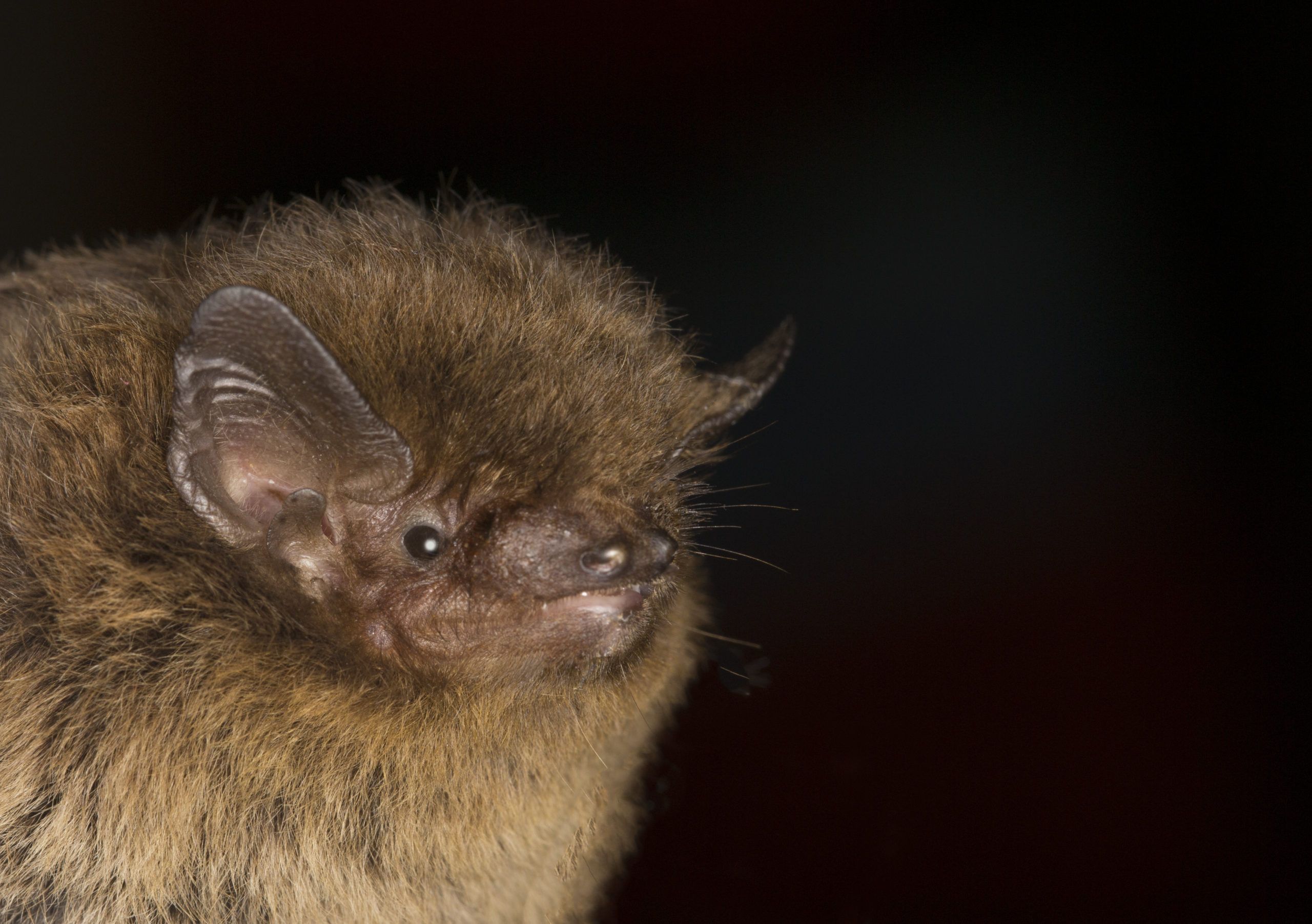 Profile image of a Nathusius Pipistrelle. The bat is in the bootom left of the image and is looking at the camera. Only the head is visible.