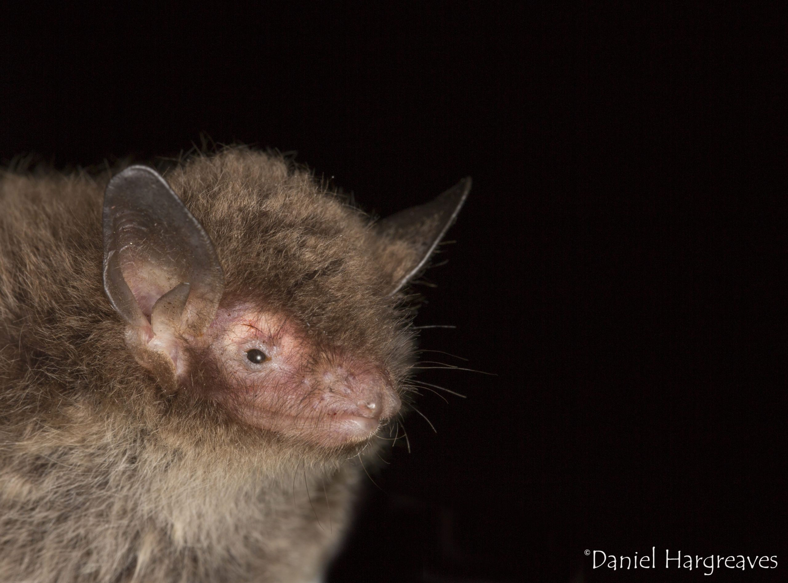 A Daubenton's Bat
