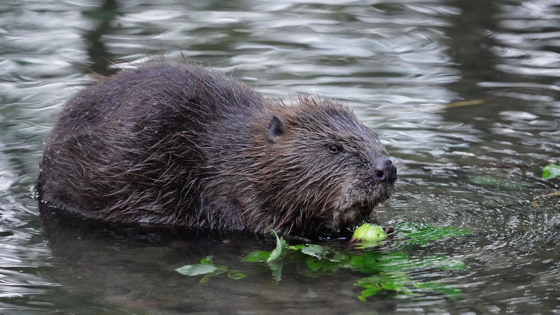 An image of a Eurasian Beaver eating a piece of fruit in a body of water.