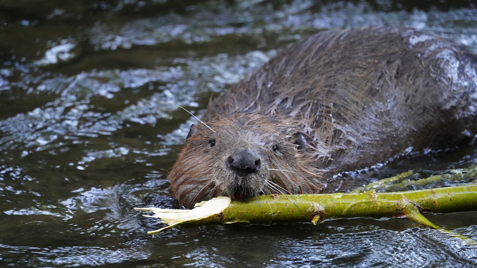 Eurasian Beaver - Ralf Schick