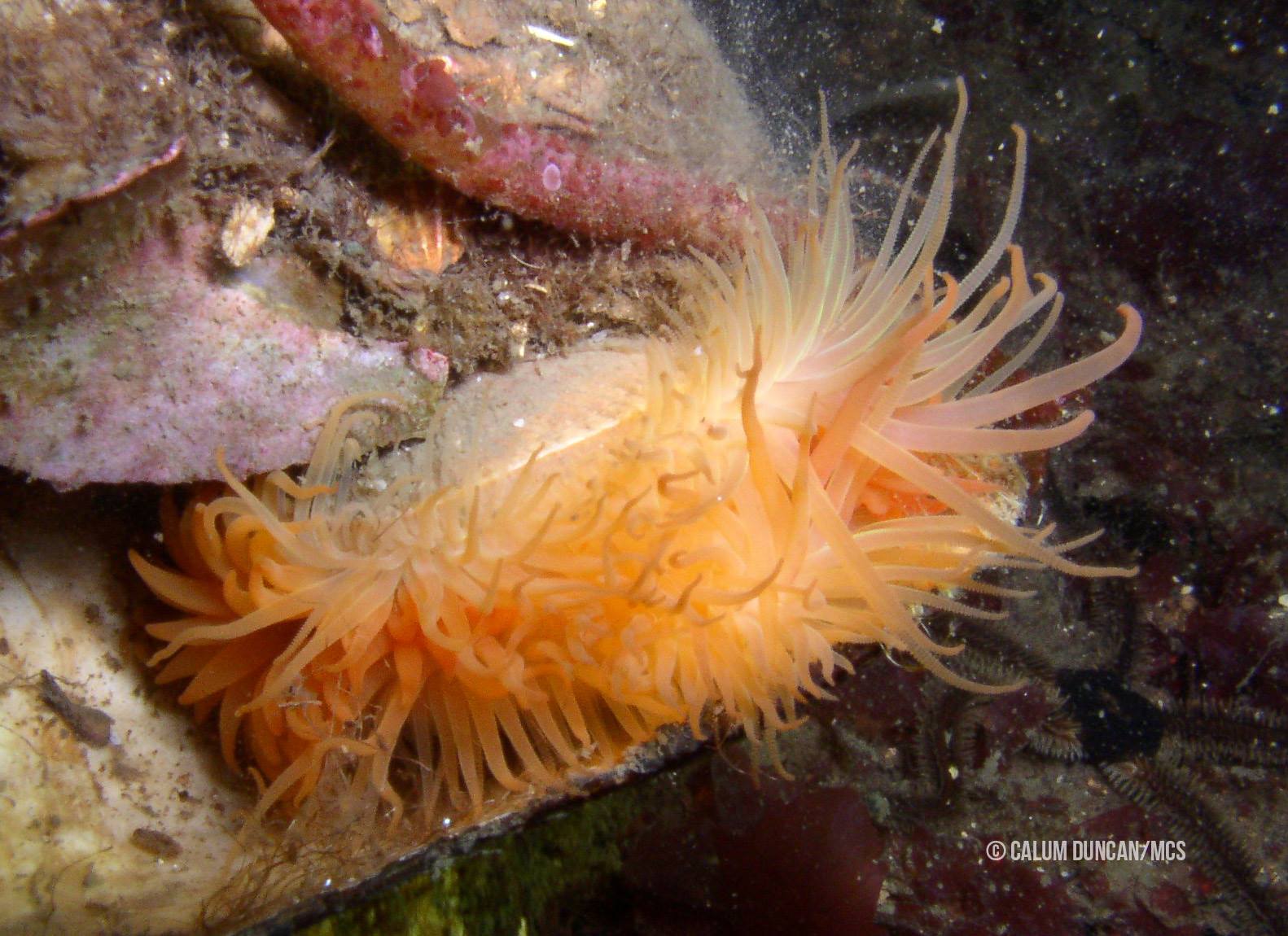 An image of a flame shell clam.