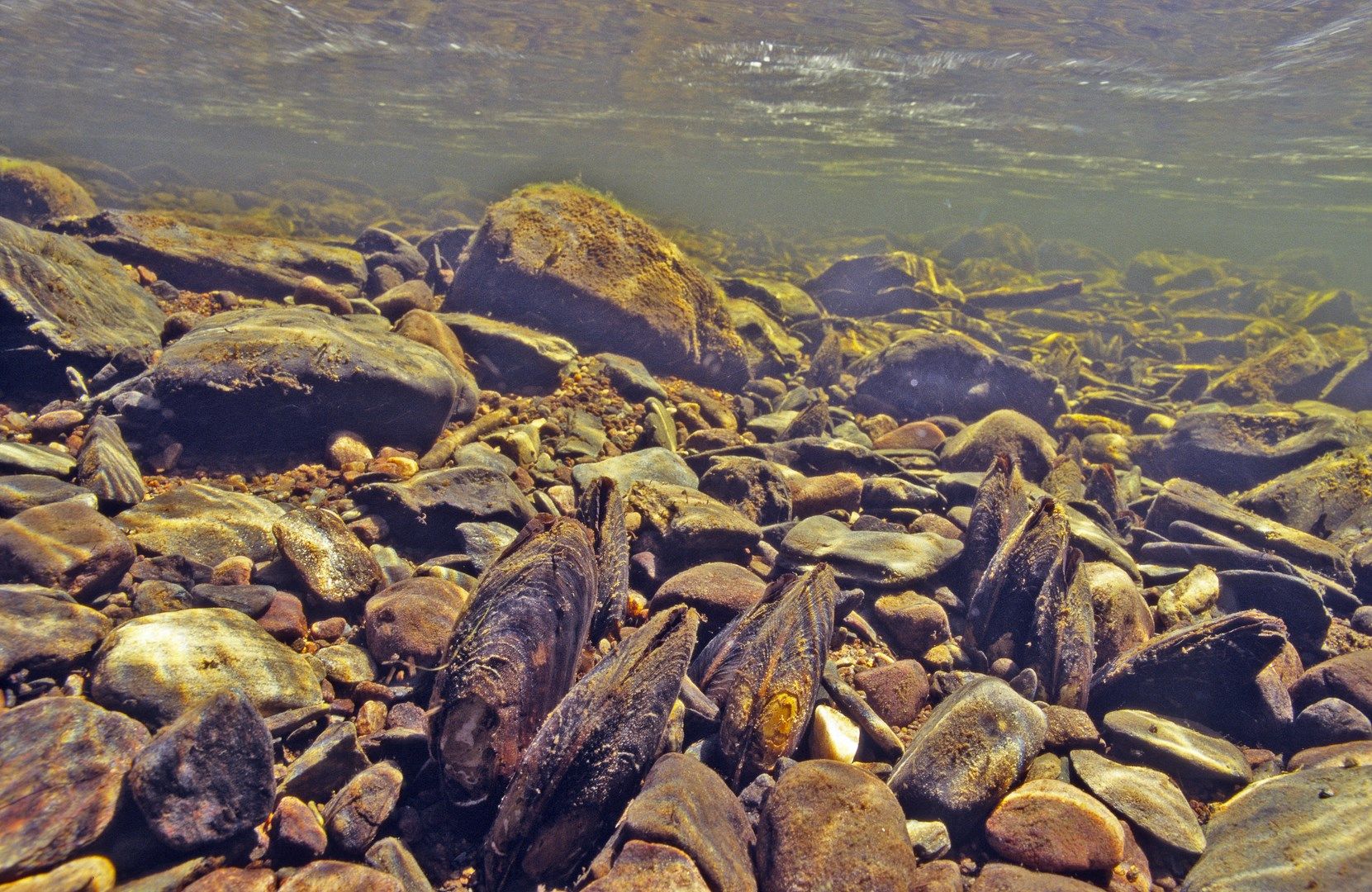 A river bed with freshwater pearl mussels in the foreground