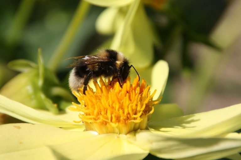 Great yellow bumblebee