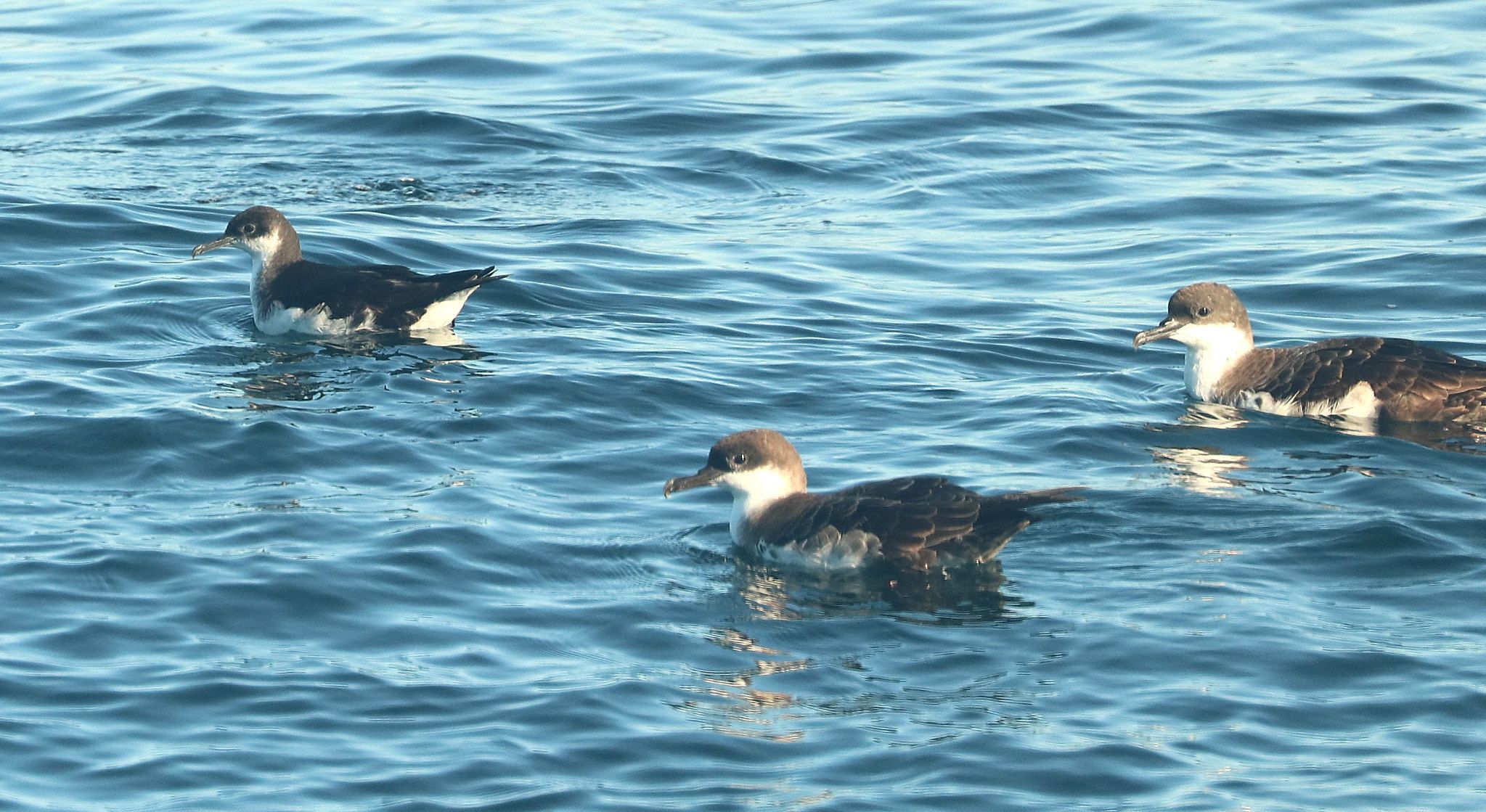 Three Manx Shearwaters resting on the sea surface.