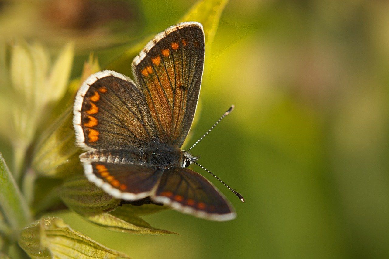 Image of a Northern Brown Argus Butterfly with its brown wings open.