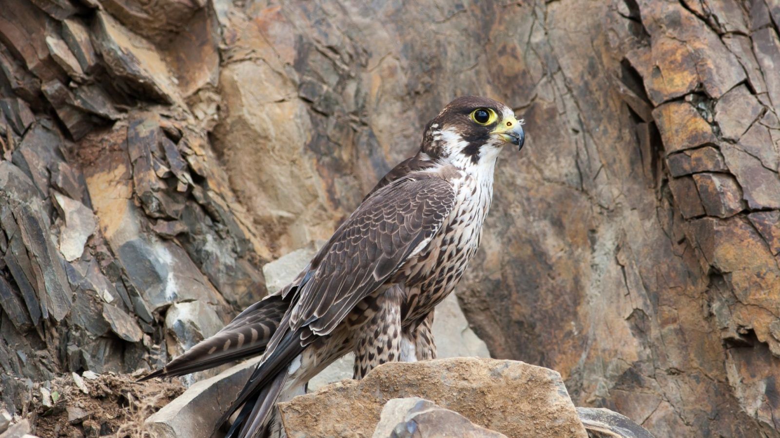 Peregrine Falcon sitting on a cliff face