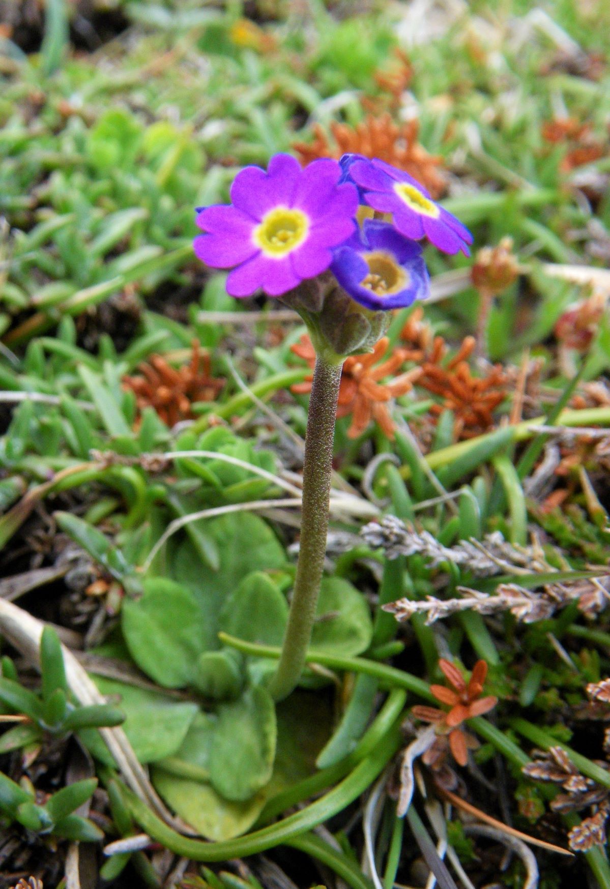 Primula Scotica (c) Deborah Long 2MB