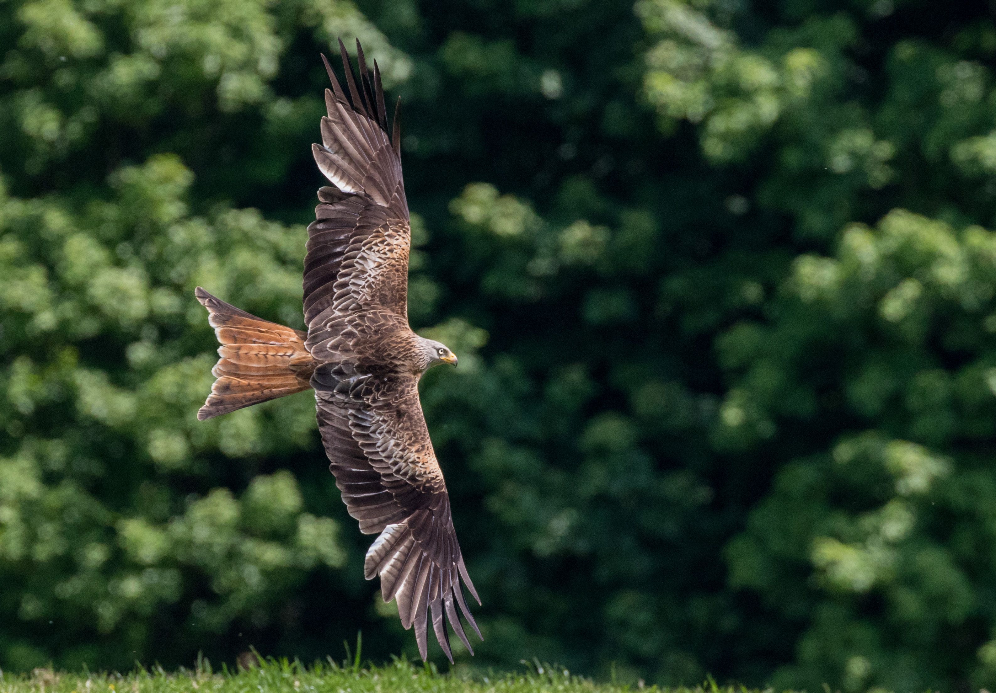 Image of a Red Kite Flying
