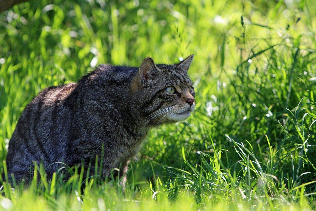 Scottish Wildcat