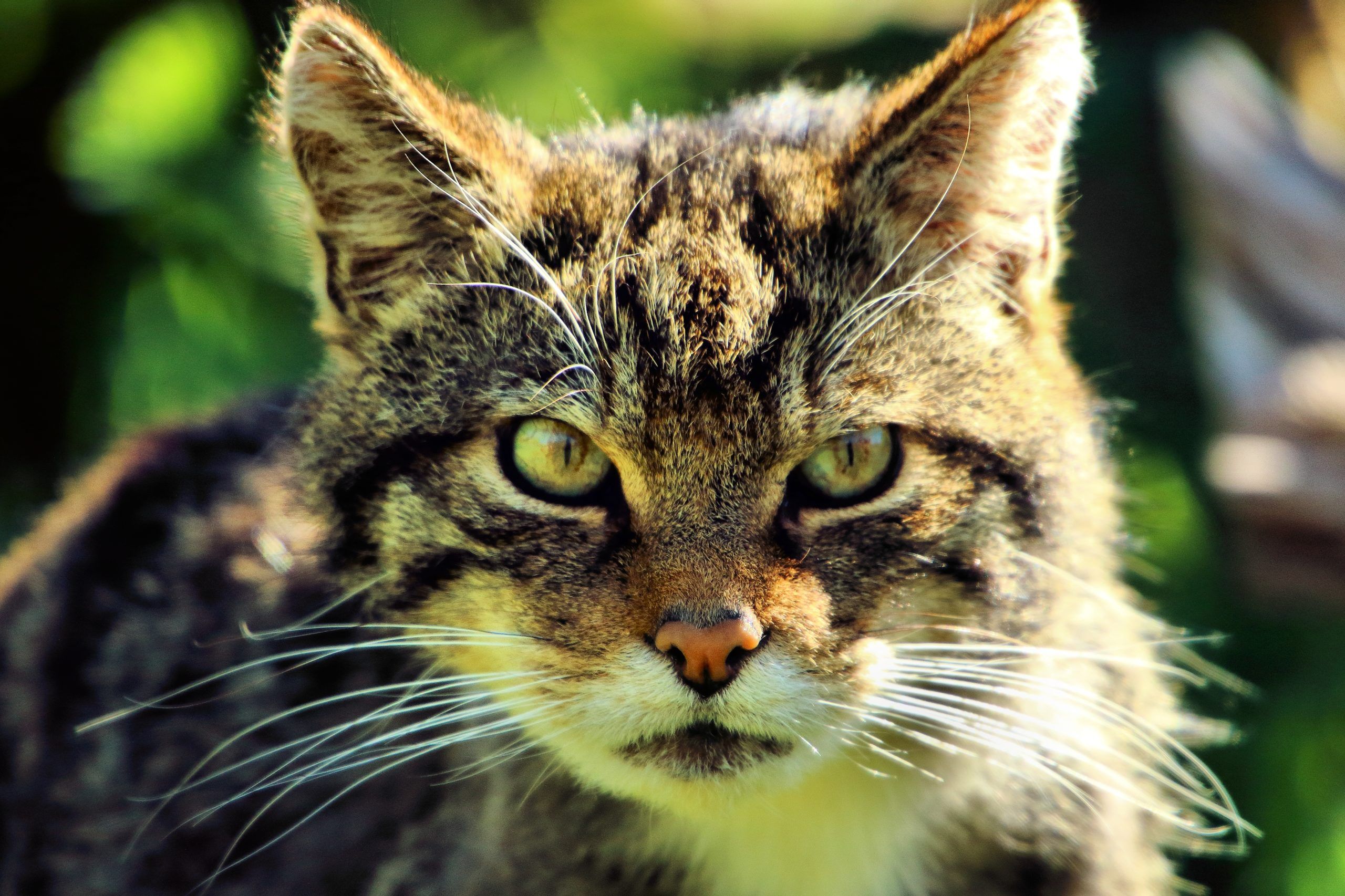 Scottish Wildcat Scotlink