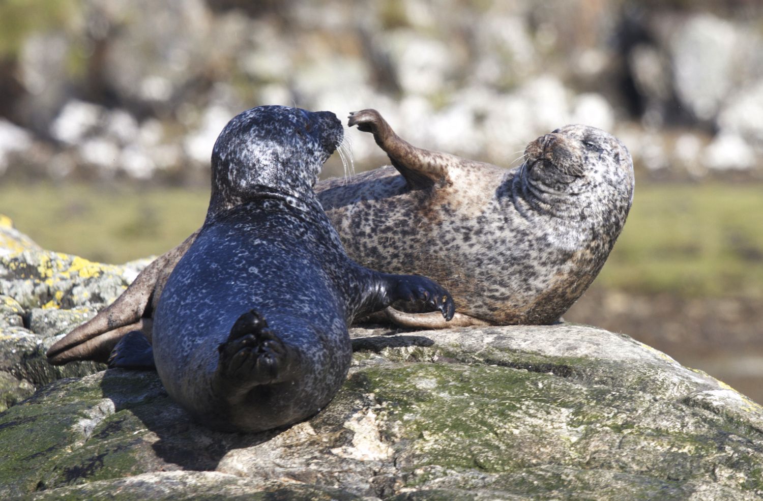 Two harbour seals sitting on a rock. The seals are facing each other and one seal has its flipper raised.