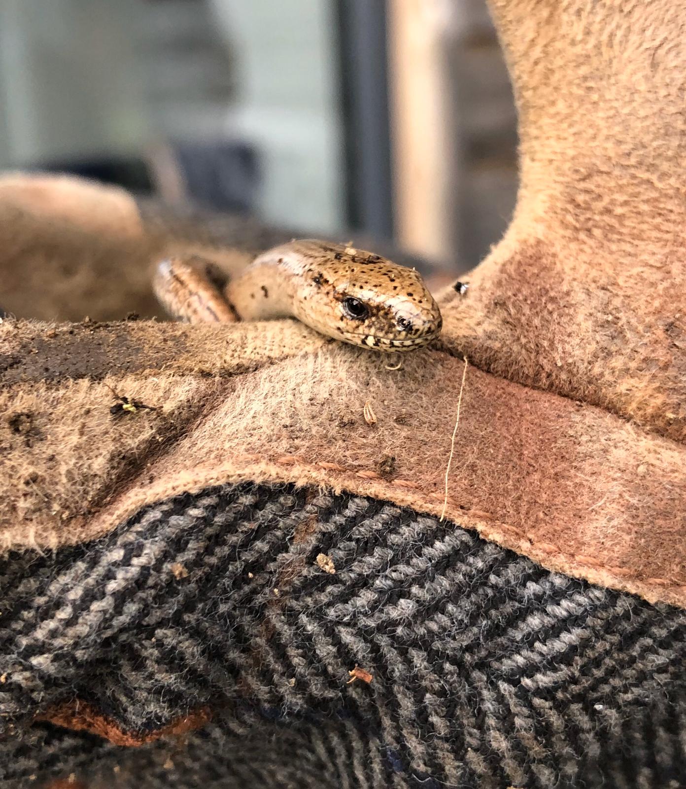 Image of a slow worm moving up over a piece of fabric, it's head only visible.