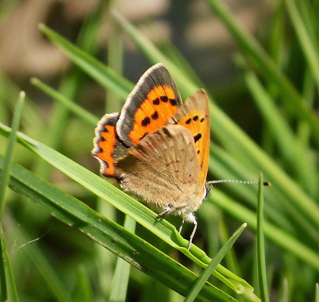 Small Copper 2