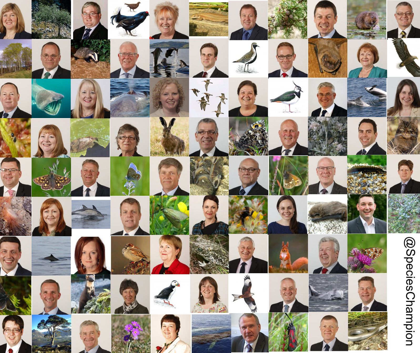 An image with headshots of nature champion MSPs and their species.